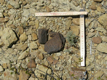 Encuentran en Colorado fósil de cucaracha que creían europea