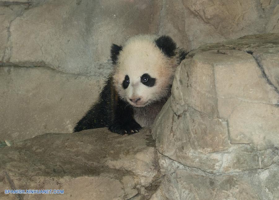 Osito panda Baobao aparecerá ante el público