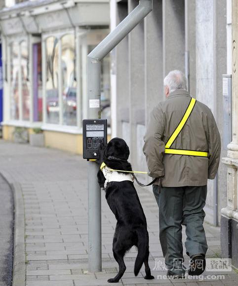 Perro guía ayuda a su dueño a pulsar botón de los semáforos