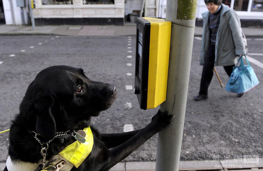 Perro guía ayuda a su dueño a pulsar botón de los semáforos (2)