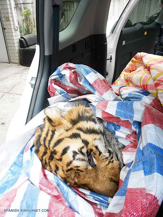 Incautado cuerpo de presunto tigre siberiano muerto en este de China