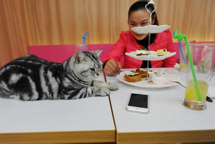 Cafetería con temática de gatos en Nanjing (2)