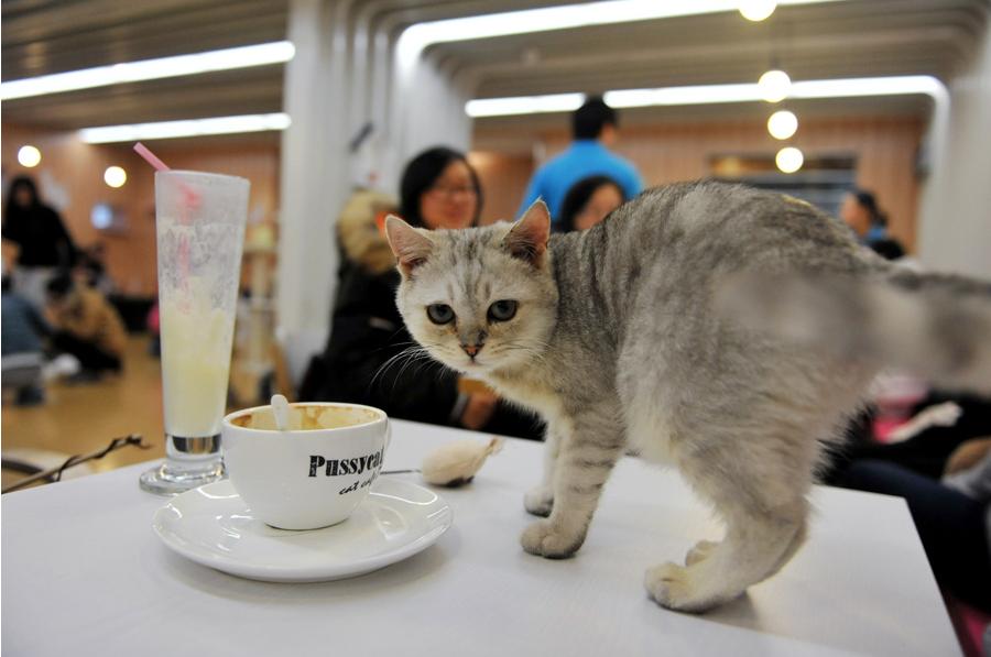 Cafetería con temática de gatos en Nanjing (3)