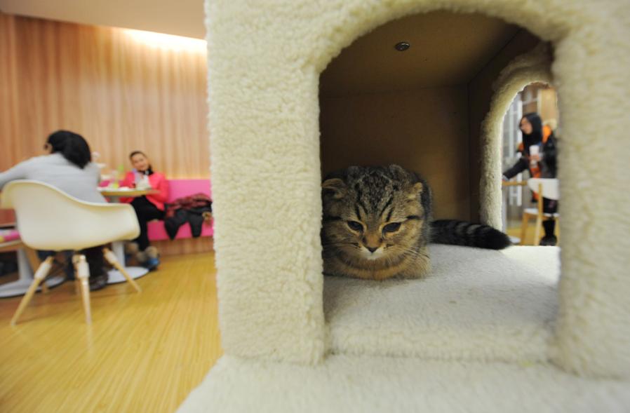 Cafetería con temática de gatos en Nanjing (6)