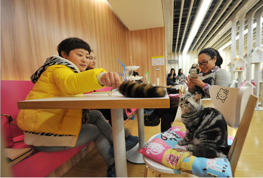 Cafetería con temática de gatos en Nanjing (7)