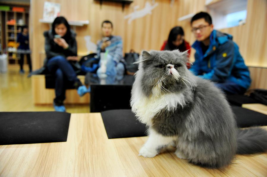 Cafetería con temática de gatos en Nanjing (8)