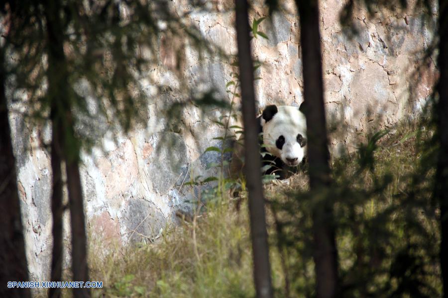 Panda gigante Yunzi regresa a China