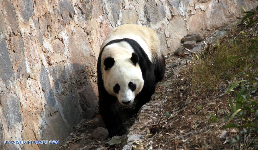 Panda gigante Yunzi regresa a China