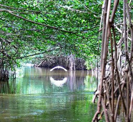 ESPECIAL: Cuba impulsa programa de protección a manglares