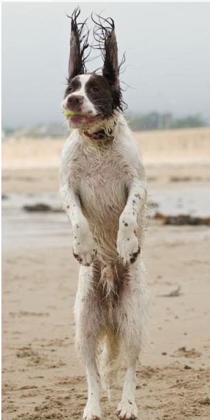 Foto de perro Benny jugando en la playa