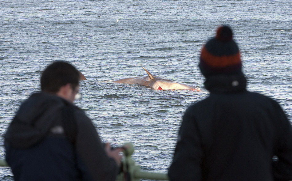 Se encuentra cadáver de una ballena hembra en una playa británica