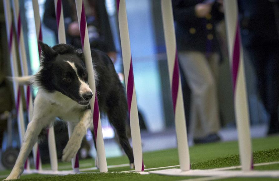 138° Concurso canino del Westminster Kennel Club (3)