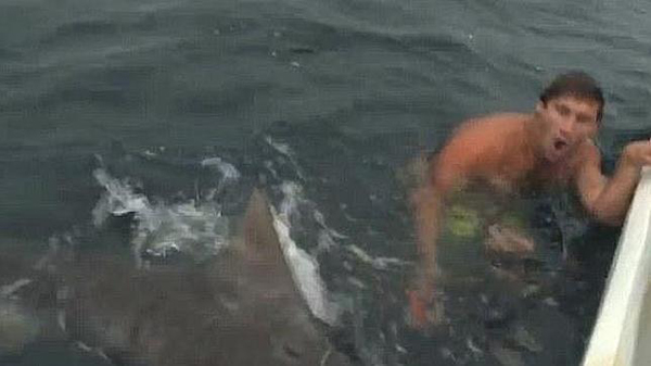 Se salvó de milagro:Un bañista es atacado por un tiburón tigre en Australia