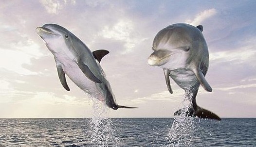 Los delfines son 10 veces más fuertes que los atletas olímpicos