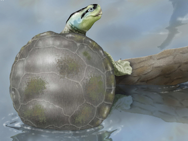 Científicos descubren una tortuga jurásica en Portugal