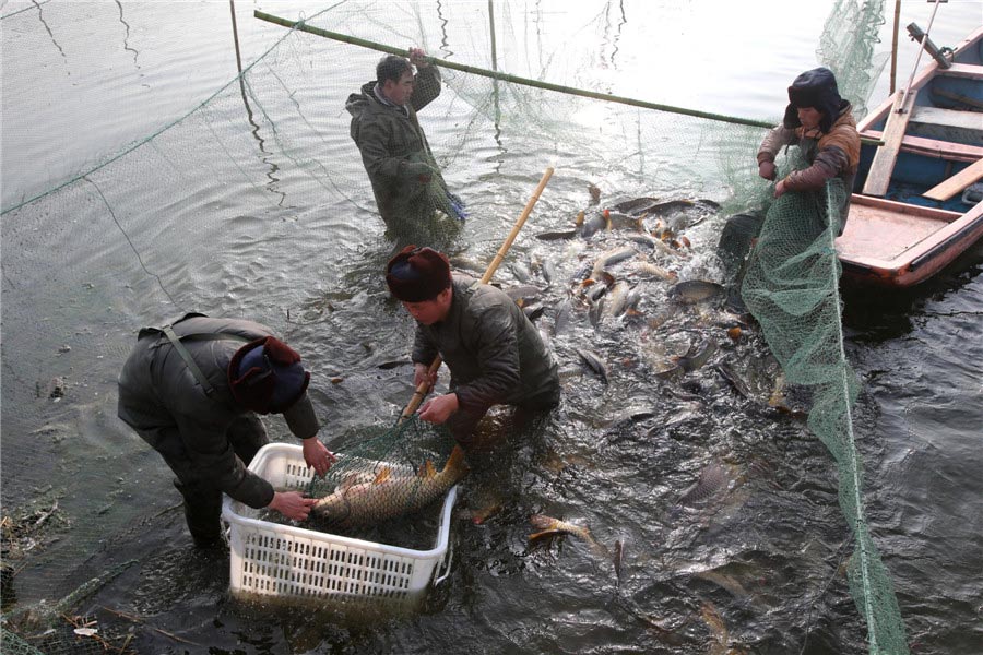 Pescadores sacan el pescado del lago Longting, Kaifeng, provincia de Henan, durante el inicio de la temporada de pesca en el lago, el 18 de enero de 2013. El pescado que se subasta es de gran variedad y peso, llegando incluso a los 15 kilos por unidad. Foto por Li Junsheng / China Daily