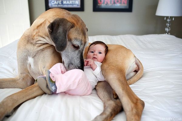 Bebé y perro grande  2