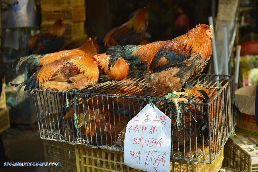 Ciudad oriental china suspende comercialización de aves de corral vivas por H7N9