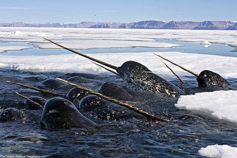 Los organismos marinos maravillosos  7