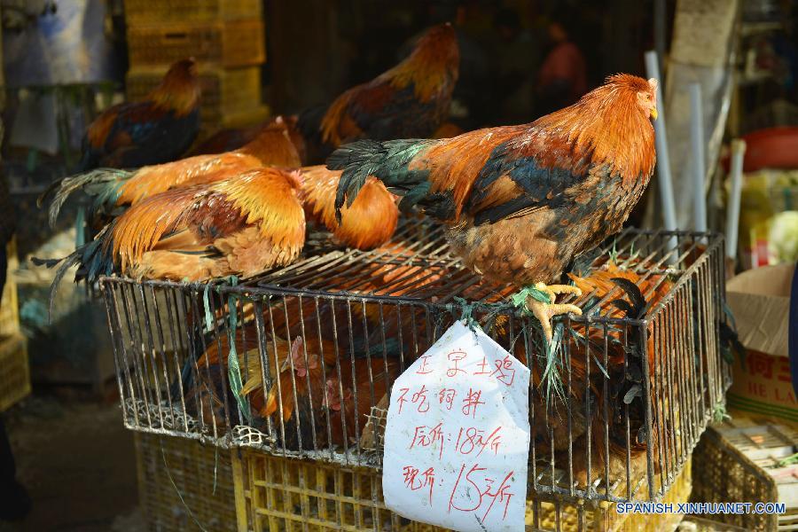 Hong Kong confirma caso de gripe aviar H7N9 y sacrificará alrededor de 20.000 aves
