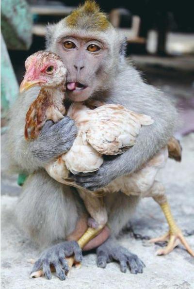 Amor entre un pollo y un mono