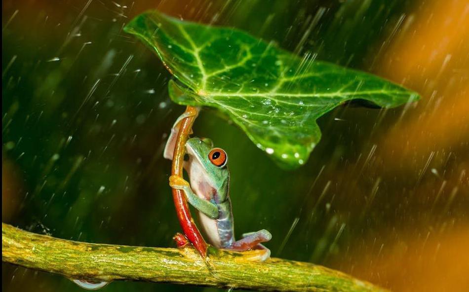 Las ranas también usan paraguas (2)