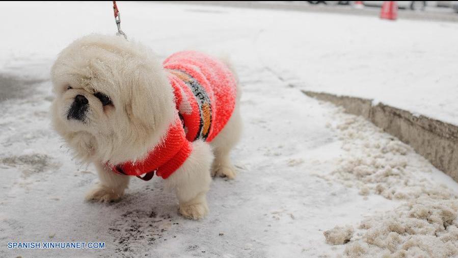 Beijing registra la primera nevada de este invierno (9)