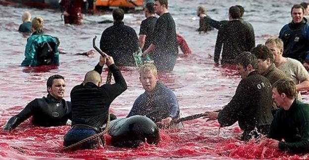 Festival de matanza de delfines y ballenas tiñe de rojo el mar