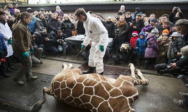 El zoo de Copenhague sacrifica a una jirafa sana pese a una intensa campaña online