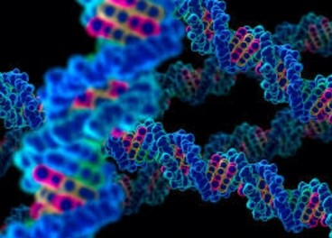 Científicos obtienen secuencia genética de niño de hace 12 mil años