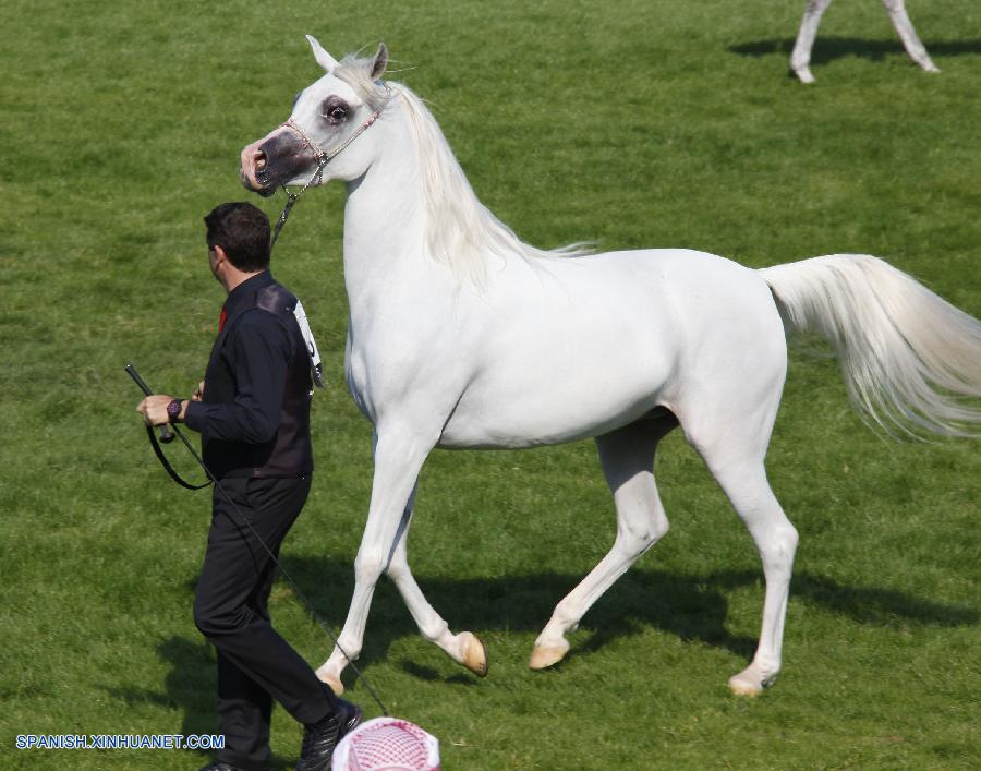 Celebran concurso de belleza de caballos en Abu Dhabi 5