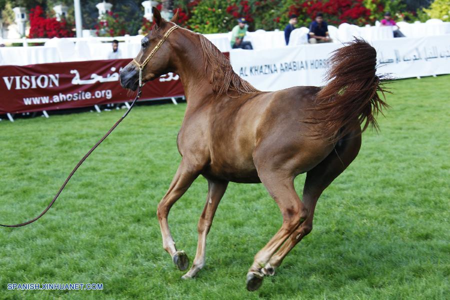 Celebran concurso de belleza de caballos en Abu Dhabi 4