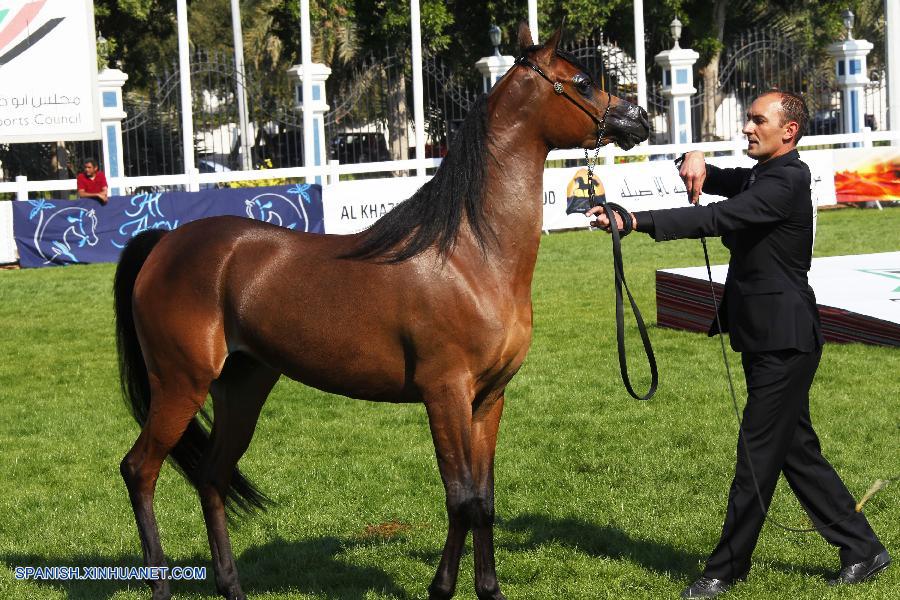 Celebran concurso de belleza de caballos en Abu Dhabi 2