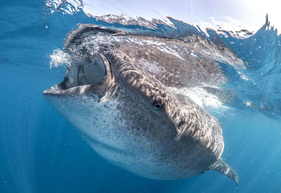 México: Buzos perseguidos por tiburón ballena