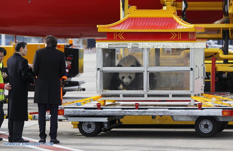 Pandas gigantes de China llegan a aeropuerto belga