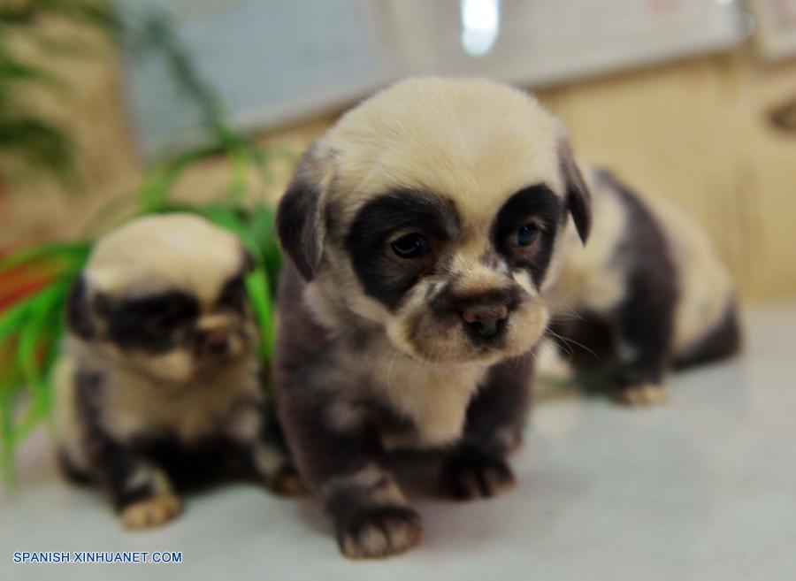 Jiangsu: Perritos recién nacidos que parecen pandas gigantes