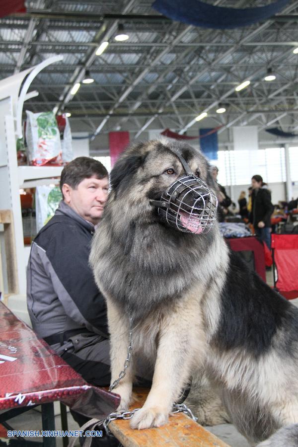 Exposición canina celebrada en Eslovenia