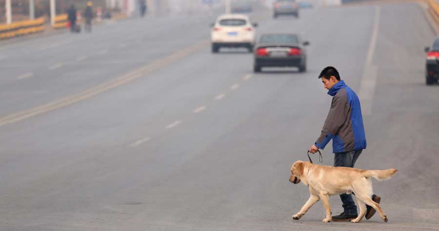 Un entrenador enseña a un perro guía en Dalian, provincia de Liaoning, el 23 de febrero de 2014. [Foto/Xinhua]