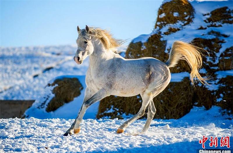 Manada de caballos galopando por las montañas nevadas de Xinjiang