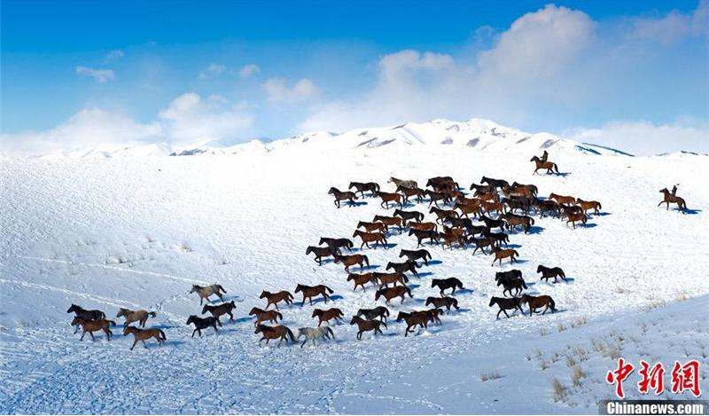 Manada de caballos galopando por las montañas nevadas de Xinjiang (2)