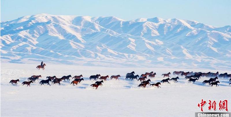 Manada de caballos galopando por las montañas nevadas de Xinjiang (3)