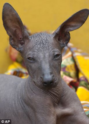 Cobayas sin pelo,una nueva mascota