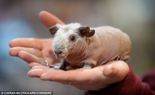 Cobayas sin pelo,una nueva mascota