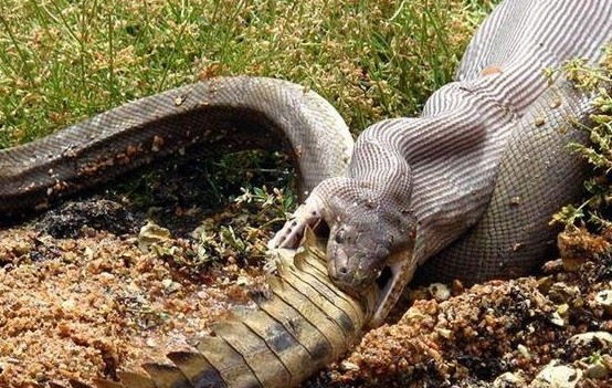 Una serpiente se come a un cocodrilo en Australia