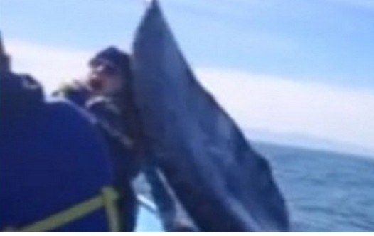 Una gran ballena 'acaricia' la cara de una turista