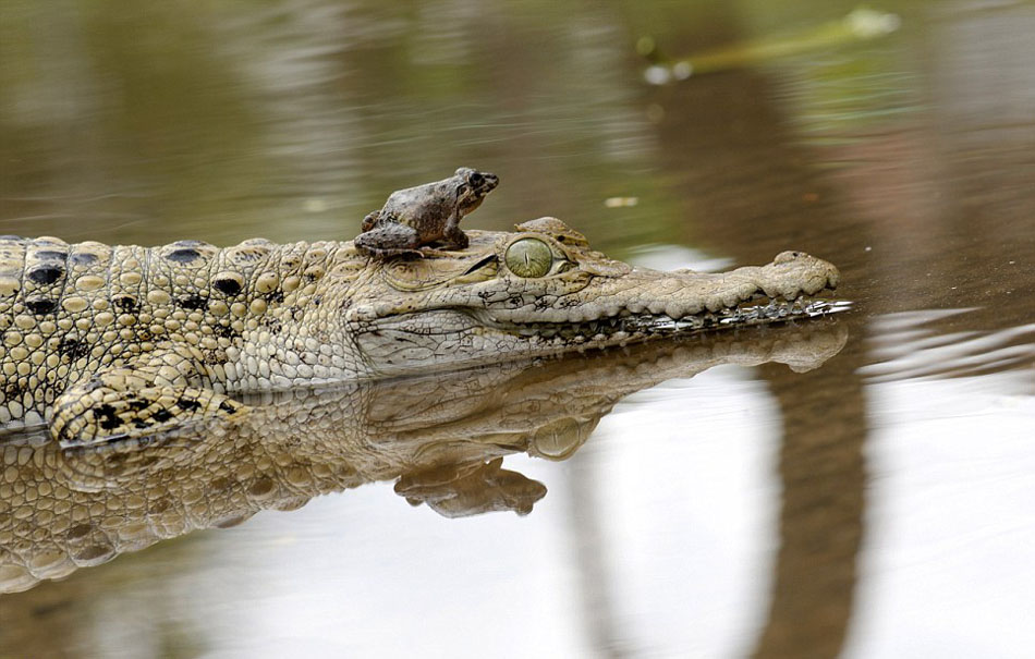 Una rana valiente sentada encima de un cocodrilo  3