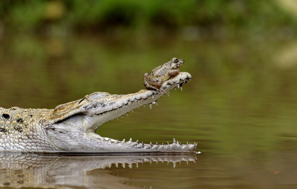 Una rana valiente sentada encima de un cocodrilo 