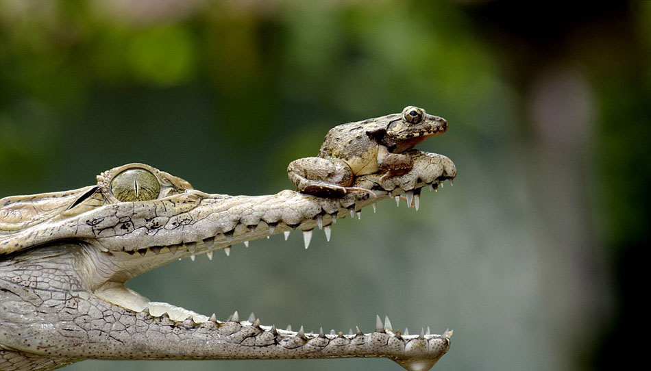 Una rana valiente sentada encima de un cocodrilo  5