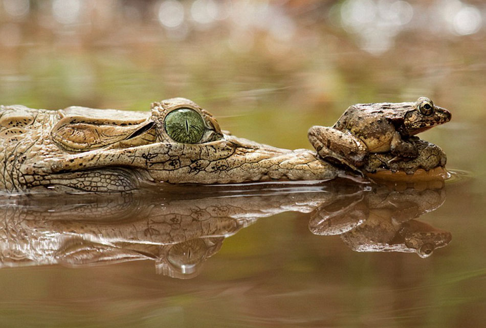 Una rana valiente sentada encima de un cocodrilo  4