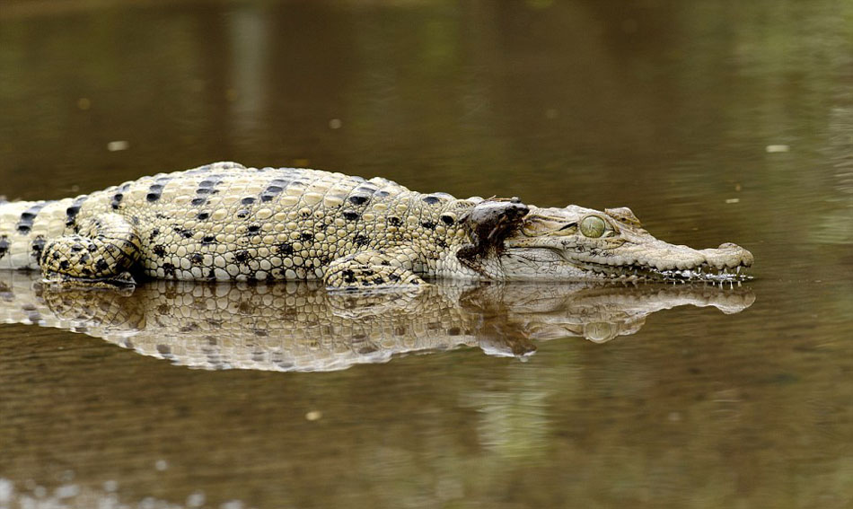 Una rana valiente sentada encima de un cocodrilo  2